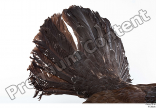 Western capercaillie tail 0007.jpg